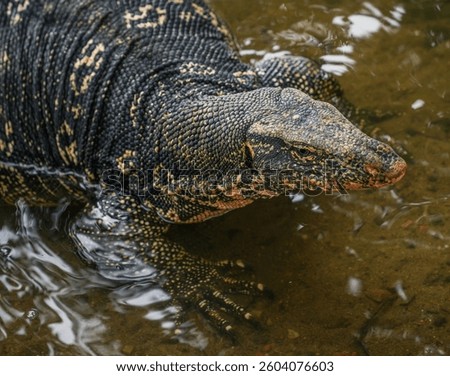 Asian water monitor (Varanus Salvator) in Kandy, Sri Lanka, Asia. The Asian water monitor is native to South and Southeast Asia, being the second-largest lizard species, after the Komodo Dragon.	
