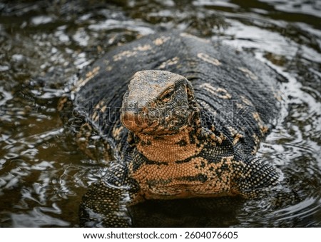 Asian water monitor (Varanus Salvator) in Kandy, Sri Lanka, Asia. The Asian water monitor is native to South and Southeast Asia, being the second-largest lizard species, after the Komodo Dragon.	