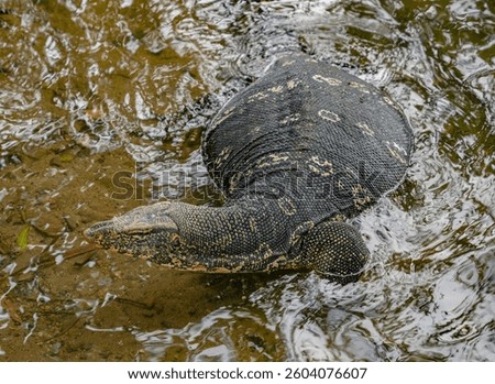 Asian water monitor (Varanus Salvator) in Kandy, Sri Lanka, Asia. The Asian water monitor is native to South and Southeast Asia, being the second-largest lizard species, after the Komodo Dragon.	