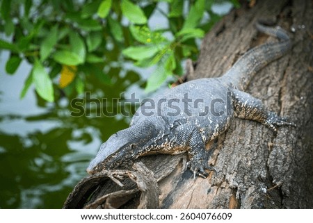 Asian water monitor (Varanus Salvator) in Kandy, Sri Lanka, Asia. The Asian water monitor is native to South and Southeast Asia, being the second-largest lizard species, after the Komodo Dragon.	