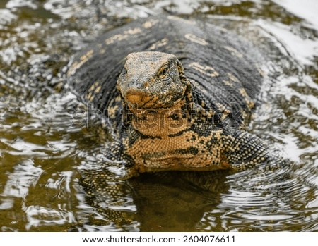 Asian water monitor (Varanus Salvator) in Kandy, Sri Lanka, Asia. The Asian water monitor is native to South and Southeast Asia, being the second-largest lizard species, after the Komodo Dragon.	