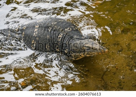 Asian water monitor (Varanus Salvator) in Kandy, Sri Lanka, Asia. The Asian water monitor is native to South and Southeast Asia, being the second-largest lizard species, after the Komodo Dragon.	