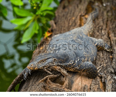 Asian water monitor (Varanus Salvator) in Kandy, Sri Lanka, Asia. The Asian water monitor is native to South and Southeast Asia, being the second-largest lizard species, after the Komodo Dragon.	