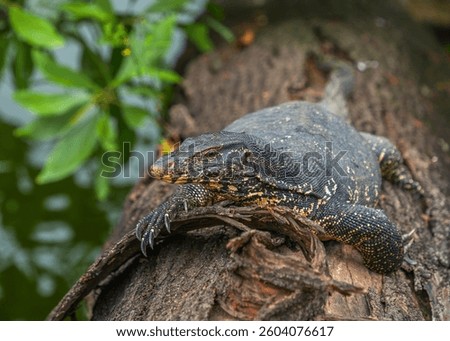 Asian water monitor (Varanus Salvator) in Kandy, Sri Lanka, Asia. The Asian water monitor is native to South and Southeast Asia, being the second-largest lizard species, after the Komodo Dragon.	