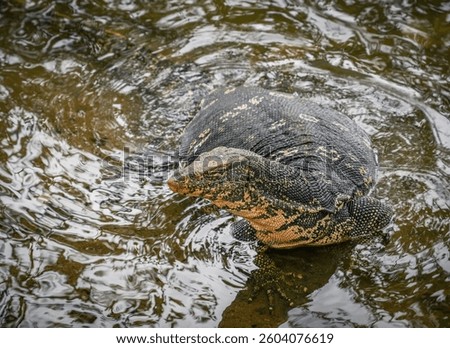 Asian water monitor (Varanus Salvator) in Kandy, Sri Lanka, Asia. The Asian water monitor is native to South and Southeast Asia, being the second-largest lizard species, after the Komodo Dragon.	