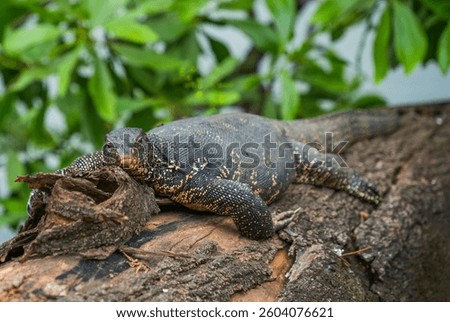 Asian water monitor (Varanus Salvator) in Kandy, Sri Lanka, Asia. The Asian water monitor is native to South and Southeast Asia, being the second-largest lizard species, after the Komodo Dragon.	