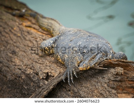 Asian water monitor (Varanus Salvator) in Kandy, Sri Lanka, Asia. The Asian water monitor is native to South and Southeast Asia, being the second-largest lizard species, after the Komodo Dragon.	