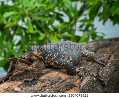 Asian water monitor (Varanus Salvator) in Kandy, Sri Lanka, Asia. The Asian water monitor is native to South and Southeast Asia, being the second-largest lizard species, after the Komodo Dragon.	
