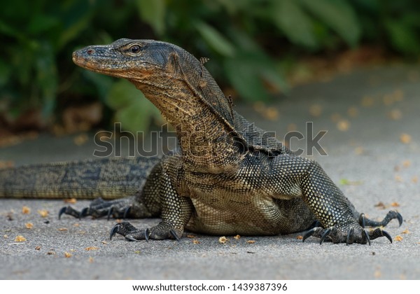 Asian water monitor - Varanus salvator also\
common water monitor, large varanid lizard native to South and\
Southeast Asia (kabaragoya, two-banded monitor, rice lizard, ring\
lizard, plain lizard.