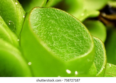 Asian Watermoss, Aquatic Plant