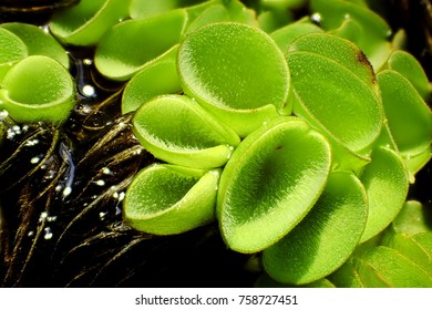 Asian Watermoss, Aquatic Plant