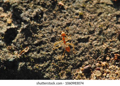 Asian Weaver Ant Cleaning Her Up On The Ground.