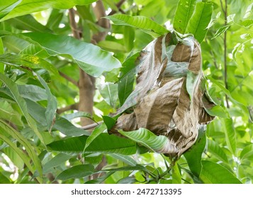 Asian weaver ant nests are made from leaves bonded with a substance from red ant larvae, which has the properties of waterproofing and adhesion to leaves. Green ant nests on trees. - Powered by Shutterstock