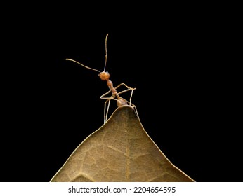 Asian Weaver Ant On The Dried Leaf