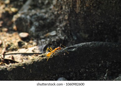 Asian Weaver Ant On The Ground