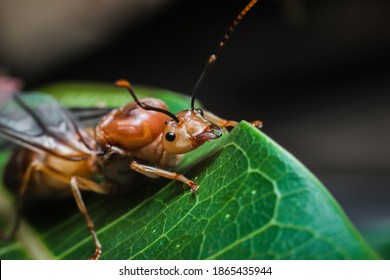 Asian Weaver Ant Queenoecophylla Smaragdina Weaver Stock Photo ...