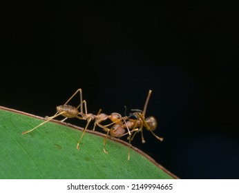 Asian Weaver Ants Bite Other Ant On The Leaf