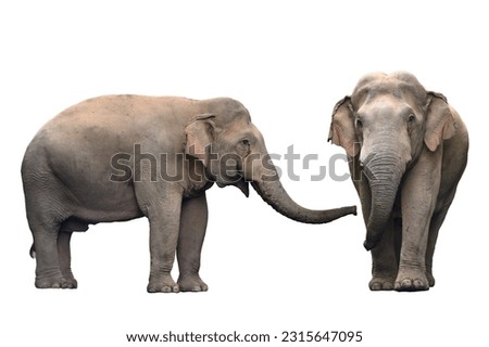 Asian wild elephant isolated on white background (male without tusks)