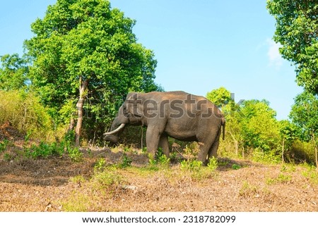 Asian wild elephant on the side of a forest road in Western Ghats, low angle shot