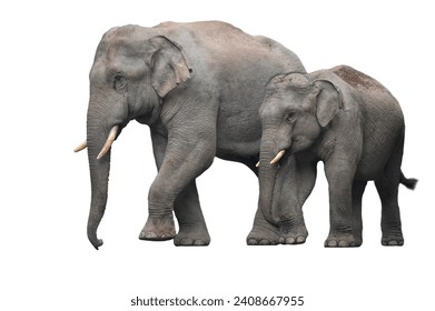 Asian wild elephants isolated on white background - Powered by Shutterstock