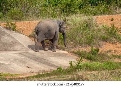 Asian Wild Elephants Are Walking Under The Hot Sun In KuiBuri National Park, Thailand.