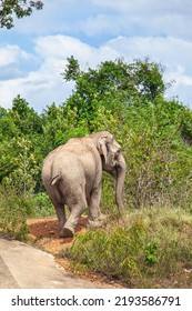 Asian Wild Elephants Are Walking Under The Hot Sun In KuiBuri National Park, Thailand.