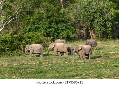 Asian Wild Elephants Are Walking Under The Hot Sun In KuiBuri National Park, Thailand.