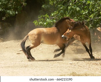 Asian Wild Horse Fight With Biting And Kicking