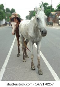 The Asian Wild Horse Standing At The Mid Of The Road.