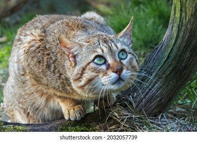 Asian Wildcat Checking Out Something Higher Up.