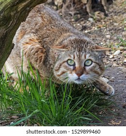 Asian Wildcat With Ears Flattened. A Wary Asian Wildcat Flattens Its Ears As It Checks Its Surroundings.