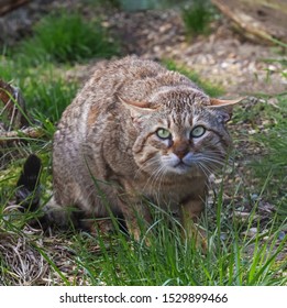 Asian Wildcat On The Ground. A Lovely Little Asian Wildcat Sits On The Ground.