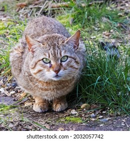 Asian Wildcat Sitting Contentedly On The Ground.