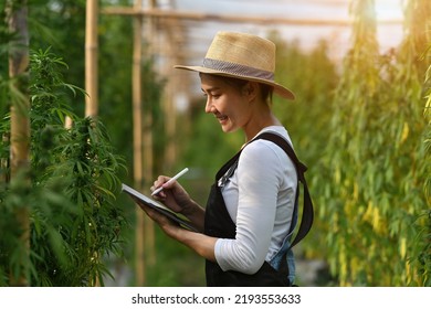 An Asian Woman Agriculturist, Researcher, Farmer Or Gardener Recording Cannabis Cultivation Data On A Tablet To Improve Quality, Under The Soft Of Sunlight.