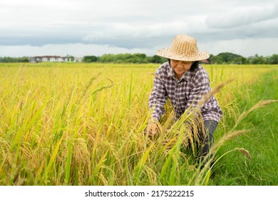 Asian Woman In Checkered Shirt And Wear Hat Working In Paddy, Happy Senior Farmer Is Harvesting In Rice Field