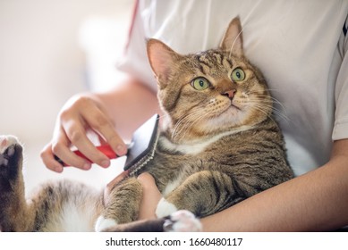 Asian woman combing cat with brush,Close up cat face - Powered by Shutterstock