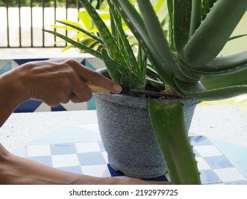 Asian Woman Cutting Aloe Vera Leaf From Plant In Pot With Outdoor Blurred Background 