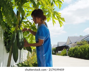 Asian Woman Cutting Papaya From Plant On The Residential Street With Blurred Background 