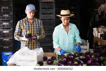 Asian woman and European man working in vegetable storehouse. They're sorting and packing eggplants in box. - Shutterstock ID 2050436312