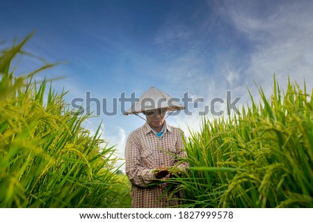 Asian woman farmer explores rice yields in rice fields Agriculture, rice cultivation, the staple food of Southeast Asia Organic Handmade Rice Farm