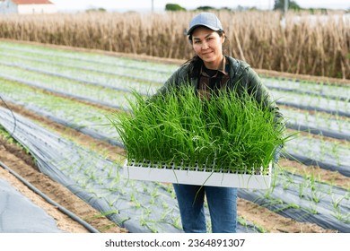 Asian woman farmer holding box full of green onions sprouts and looking at camera. - Shutterstock ID 2364891307