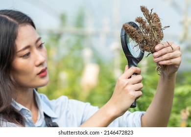 Asian woman farmer holding a magnifying glass to look at dry cannabis buds flower in greenhouse. The texture of marijuana leaves. Concept of cannabis plantation for medical.