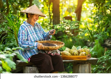 Asian Woman Farmer Holds The Cocoa Fruit In The Crate With A Happy Smile.