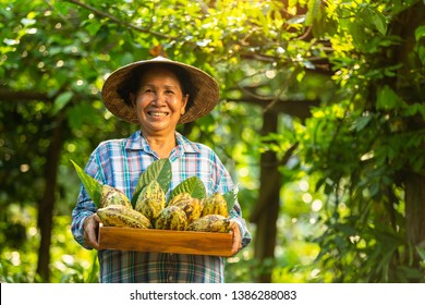 Asian Woman Farmer Holds The Cocoa Fruit In The Crate With A Happy Smile.