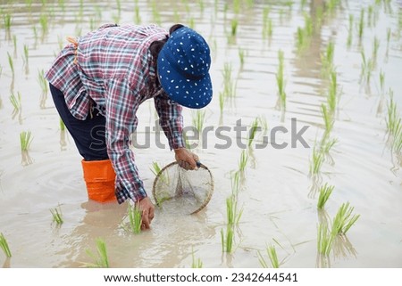 Asian woman farmer holds fishing net and creel to find freshwater algae (Spirogyra sp.) and fish at organic paddy field. Concept, rural agriculture lifestyle, earn living from nature.                 