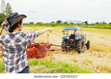 Asian Woman Farmer Working In The Rice Fields Points Out To Workers Driving Tractors And Trailers To Collect Dried Rice Hay In The Fields Sell As Commodities And Agricultural And Animal Feed.