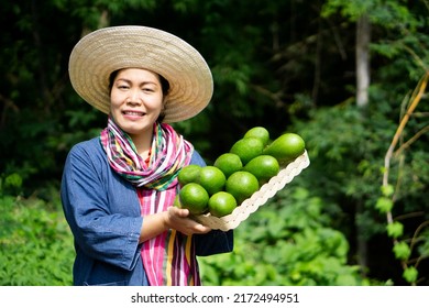 Asian Woman Gardener Holds Basket Of Green Avocado Fruits In Garden. Concept : Organic Agriculture Occupation Lifestyle. Happy Farmer. Sustainable Living, Grows Crops For Eating Or Selling. 