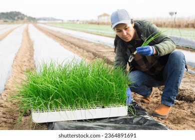 Asian woman gardener planting sprouts of scallion on vegetable field. - Shutterstock ID 2364891691