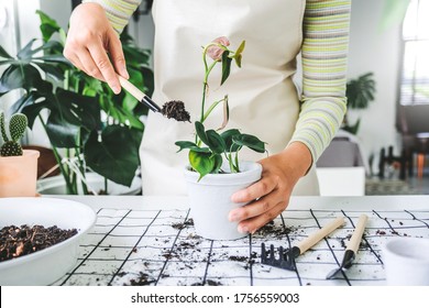 Asian Woman Gardener Potting New Plant And Repotting Pot For House Plant .Plants Care Concept