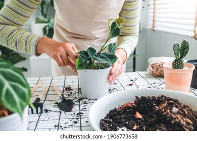 Asian Woman Gardener Potting New Plant And Repotting Pot For House Plant .Plants Care Concept